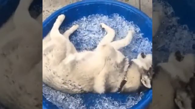 Лайфхак от собаки. Как спастись от жары!) смотреть онлайн