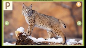 Азбука и животные. Учим азбуку. Как выучить азбуку