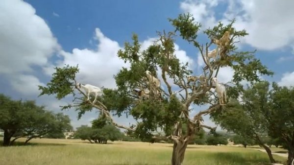 How Islam Began in Morocco || History of islam in Morocco || Moroccan Muslim