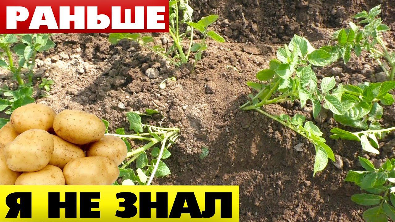 Окучиваю картофель веером - получаю до 2 ведер клубней с куста смотреть онлайн