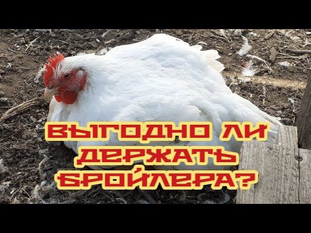 Бройлеру два месяца.... предварительный итог перед забоем... смотреть онлайн
