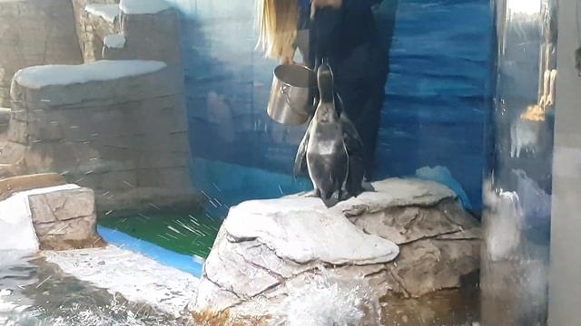 Пингвины кормление людьми. смотреть онлайн