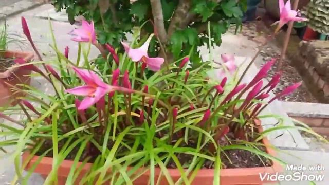 Зефірантес ( дощова лілія) смотреть онлайн