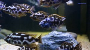 Самые долгоживущие аквариумные рыбки