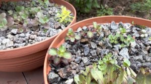 РЕГУЛЯРНЫЙ УХОД ЗА РАСТЕНИЯМИ В УЛИЧНЫХ ВАЗОНАХ! ???ОСОБЕННОСТИ!