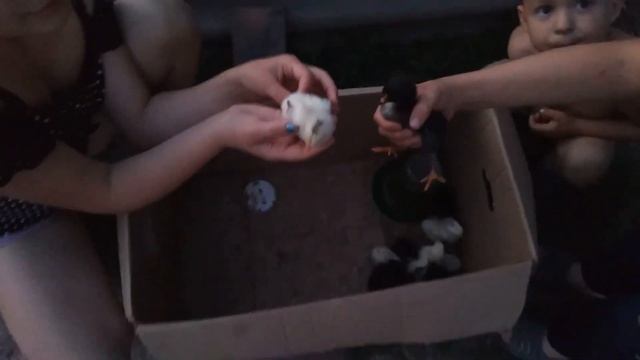 Хозяйство (в деревне) и привет Живу на хуторе в Латгалии! смотреть онлайн