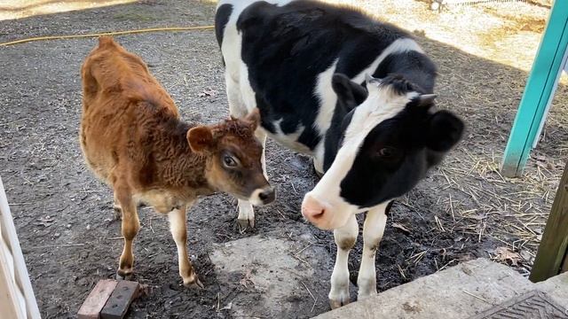 The Cows are Always Watching!!! смотреть онлайн