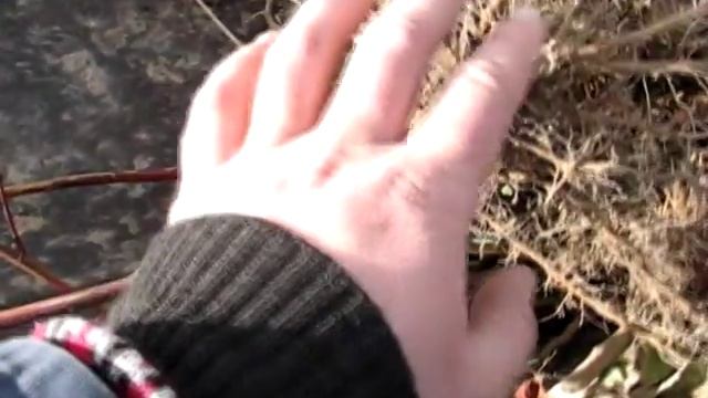 Ежевика. Детали весенней посадки в открытый грунт. смотреть онлайн