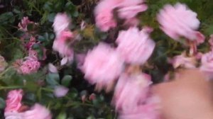 Идеальная  почвопокровная роза Palmengarten Frankfurt