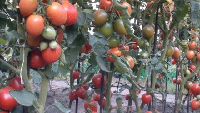 Сызранские коллекционные томаты из "помидорной" столицы Поволжья смотреть онлайн