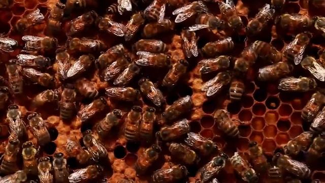 Нужно больше меда! Собственные пасеки позволят "Красному пищевику" выпускать еще больше продукции! смотреть онлайн
