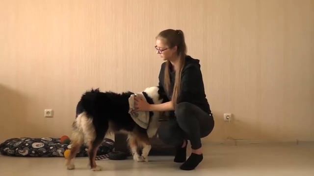 КАК КУПАТЬ СОБАК? КАК ПРИУЧИТЬ СОБАКУ К КУПАНИЮ? КУПАНИЕ СОБАК-КАК И ЧЕМ СУШИТЬ СОБАКУ ПОСЛЕ КУПАНИ смотреть онлайн