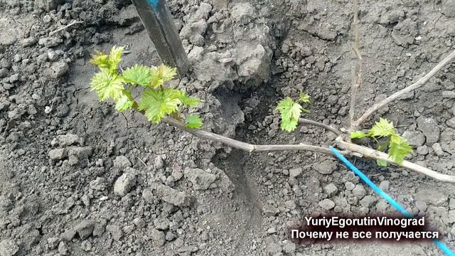 ? Почему Ваш виноград на даче не растет, а мой на ютубе девать некуда))) Виноград без прикрас. смотреть онлайн