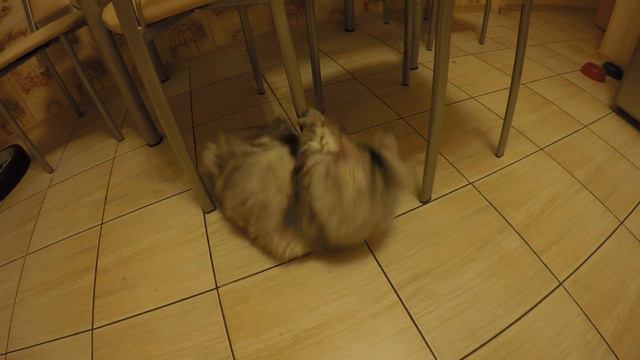 Мейн Кун Шэри играет с хвостом ))) смотреть онлайн