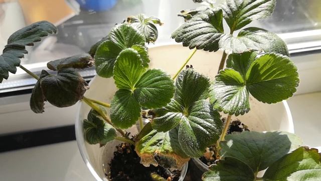 Серия 1. Проверяем препараты от паутинного клеща на клубнике. Боремся с резистентным клещем. смотреть онлайн