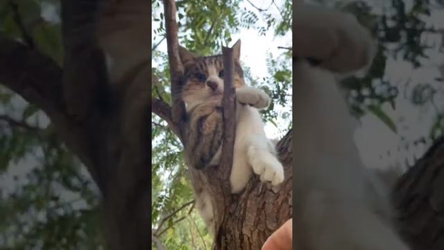 #кот Лайкни меня/Милые котики 2022, смешные животные 2022/46 смотреть онлайн