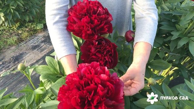 Red satin peony. Рэд сатин пион. Пулков сад (2022 г) смотреть онлайн