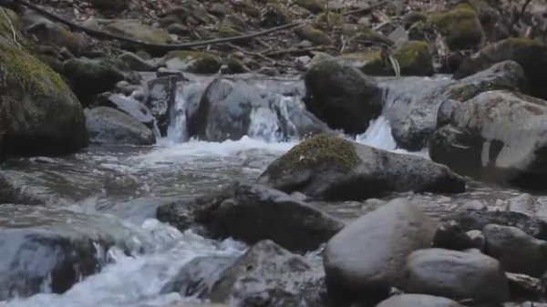 ИСТОРИЯ ДРУЖБЫ между ЧЕЛОВЕКОМ и ЖИВОТНЫМ Как дедушка приручил и вырастил козлика!