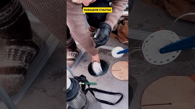 О ЩУКАХ. Когда клюёт, места обитания. смотреть онлайн