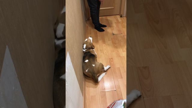 Давай купим собачку,такую хорошую собачку 😂👍🏻 смотреть онлайн