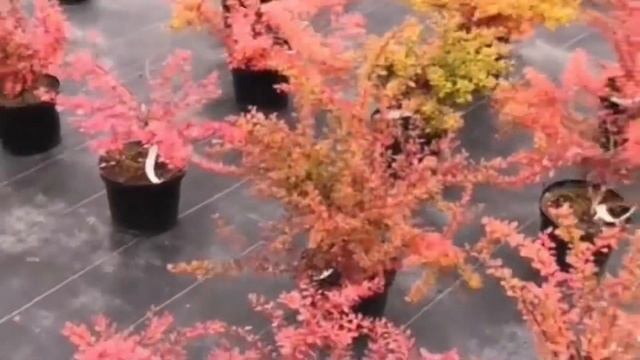 БАРБАРИС ТУНБЕРГА смотреть онлайн