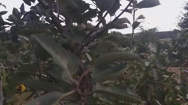 Золотой ранет, мцарское и груша алматинка,вот такой репортаж про лесные яблони смотреть онлайн
