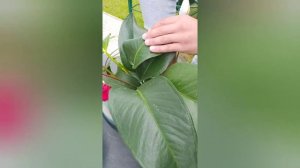 Антуриум и Спатифиллум в Аквариуме Просто добавь воды