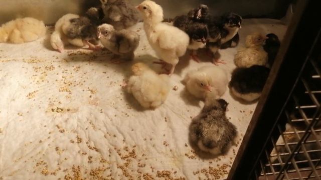 Цыплята Мехеленской кукушки и Чёрное серебро смотреть онлайн