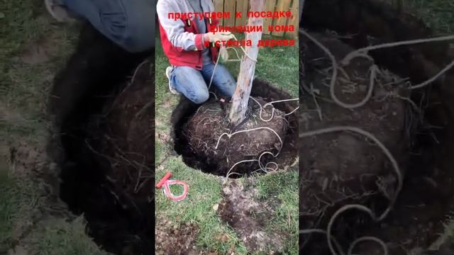 Крепления кома дерева для посадки. смотреть онлайн