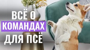 Как НАУЧИТЬ СОБАКУ КОМАНДАМ в домашних условиях? Этапы обучения, ошибки и лайфхаки в обучении псё