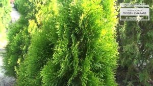 Живая изгородь из туи: какие сорта выбрать?