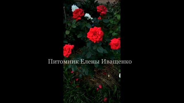 Обзор и Отзывы о розе Супер Гранд Аморе - 2часть / 2020 смотреть онлайн