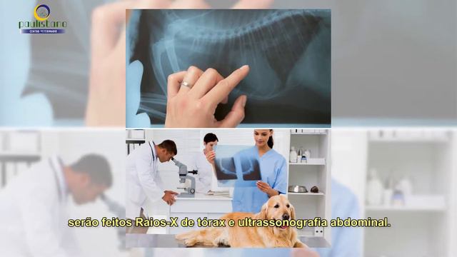 Dr David Belém - falando sobre Câncer de Mama em cadelas e gatas смотреть онлайн