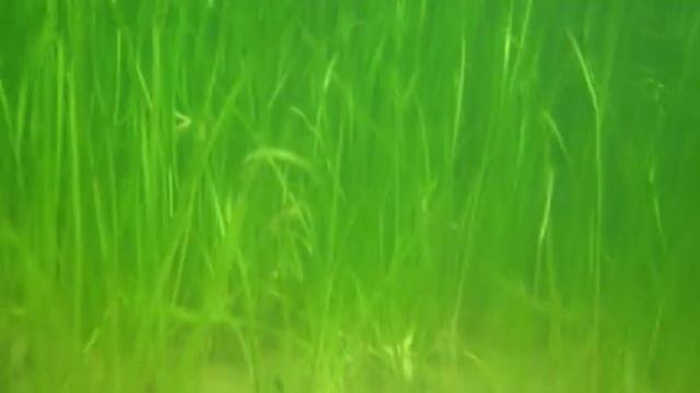 Подводная охота.Осенний слёт 2011 г. смотреть онлайн