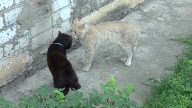 коты на стрелке смотреть онлайн