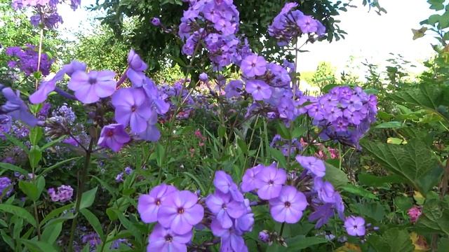 Флокс метельчатый ХЕСПЕРИС (HESPERIS) выведен C.Jansen (Netherlands) в 1992 году. смотреть онлайн