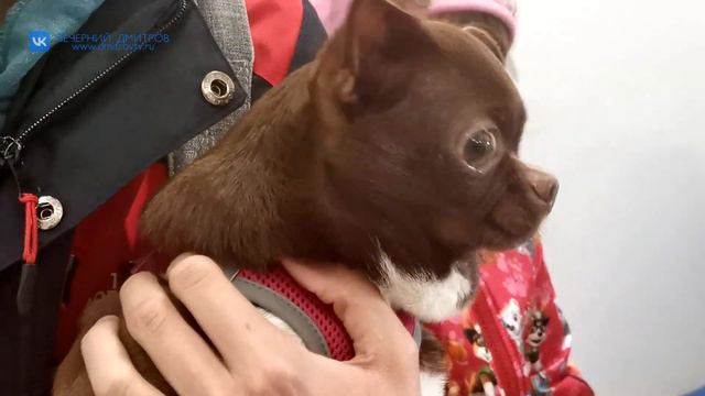 Дмитровская ветеринарная станция приступила к массовому чипированию домашних животных смотреть онлайн