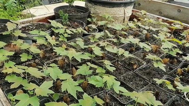всходы клена серебристого через 15 дней смотреть онлайн