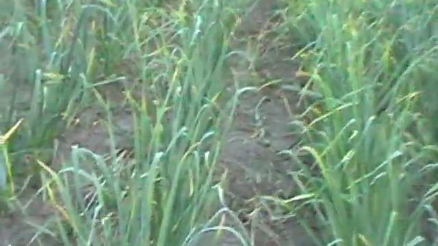 Чеснок после внесения удобрения! смотреть онлайн