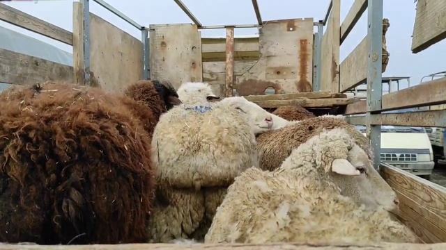 Чечня скотный рынокв Курчалое,про Овцы и коз. смотреть онлайн