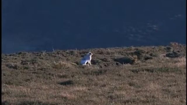 Geocore Shorts: Animals Geocore Shorts: Animals Birds Of Prey: Golden Eagle Vs. Hares смотреть онлайн