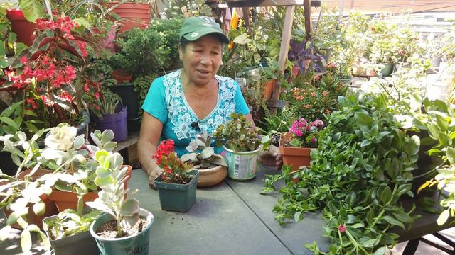 Hermosos KALANCHOES con sus nombres y cuidados / 9 Variedades de kalanchoes / los mejores kalanchoe смотреть онлайн
