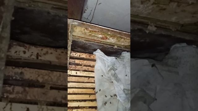 Почему молодёжь не хочет заниматься пчеловодством?! смотреть онлайн