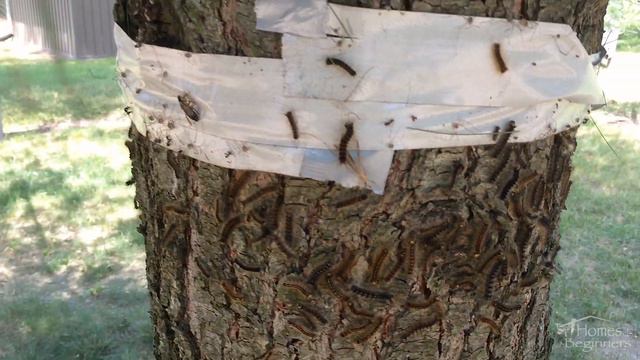 How to get rid of Gypsy Moths and Caterpillars смотреть онлайн