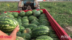 Арбуз Каристан F1. Посев семян в грунт 30 апреля.