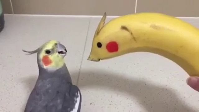 Общения Попугая с бананом:) смотреть онлайн