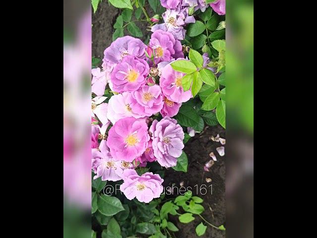 Рапсодия ин Блю. голубая рапсодия. Rhapsody in Blu @rose_bushes161 смотреть онлайн