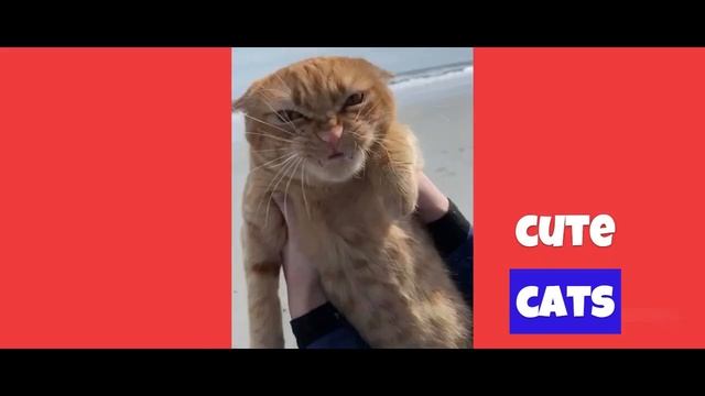 Кошки и их странные привычки. смотреть онлайн