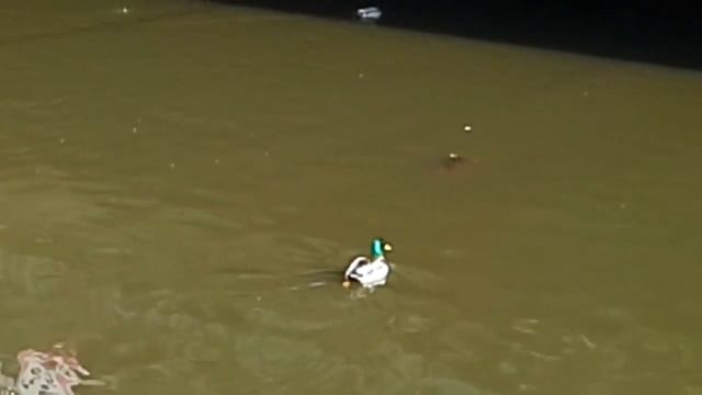 Утка плавает серая! смотреть онлайн