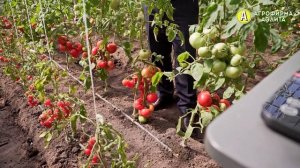 ВЫСОКОУРОЖАЙНЫЙ ТОМАТ Гибрид Салтан F1